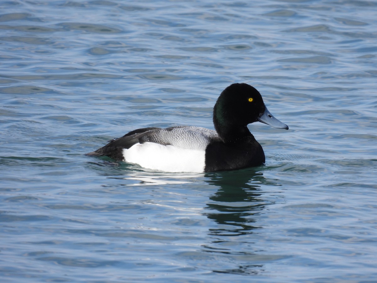 Greater Scaup - ML416736291