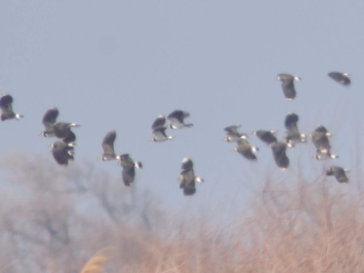 Northern Lapwing - Metin Güzeliş