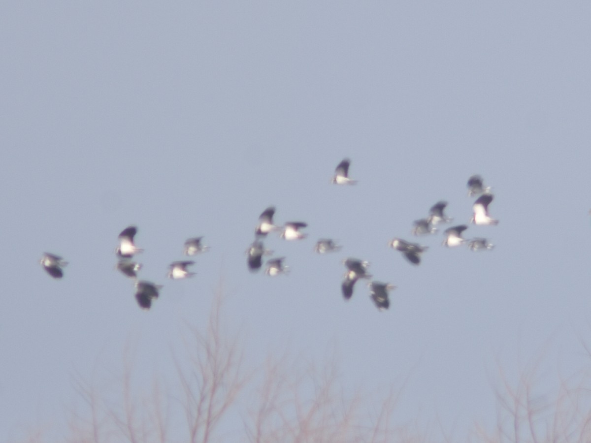 Northern Lapwing - Metin Güzeliş