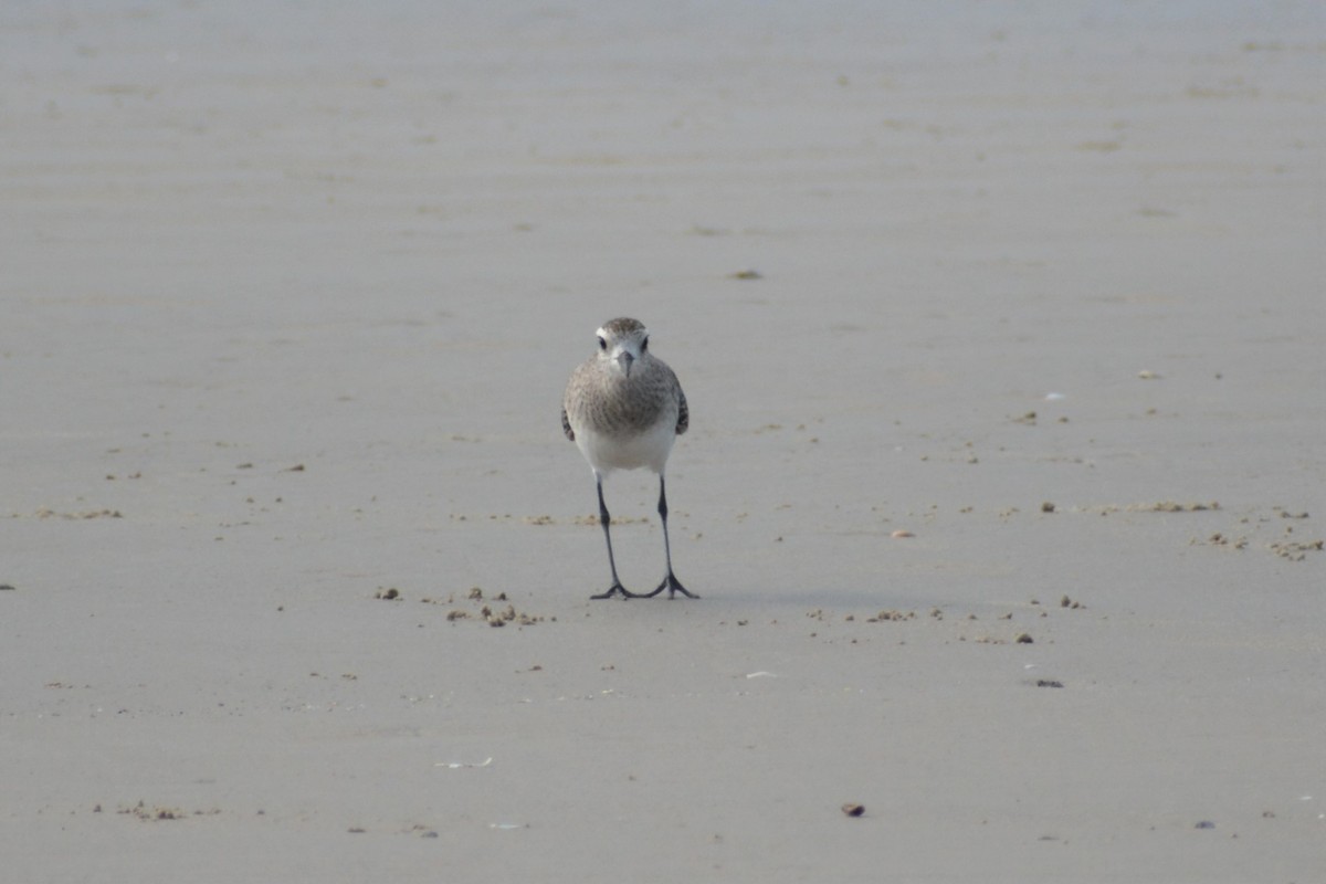 American Golden-Plover - ML416736511