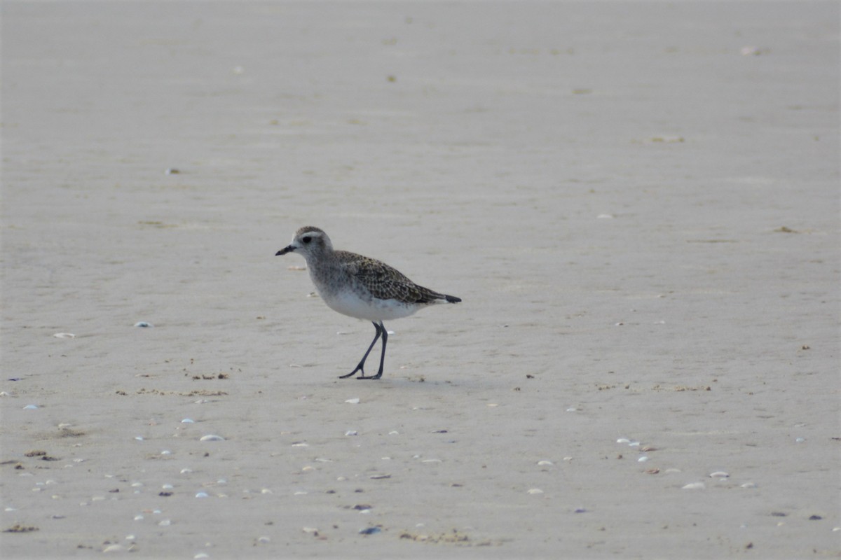 American Golden-Plover - ML416736521