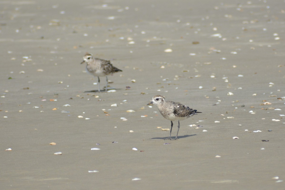 American Golden-Plover - ML416736531