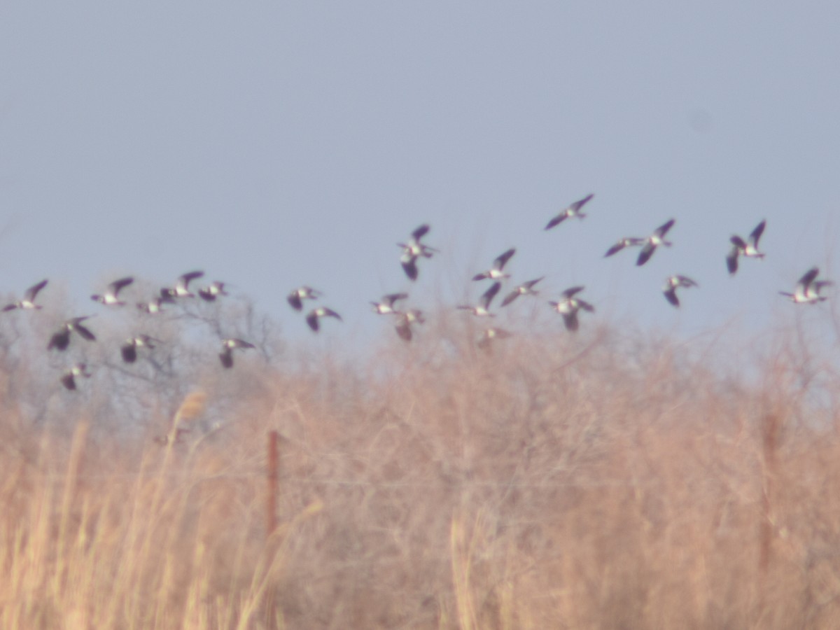 Northern Lapwing - Metin Güzeliş