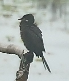 Little Cormorant - ML416736881