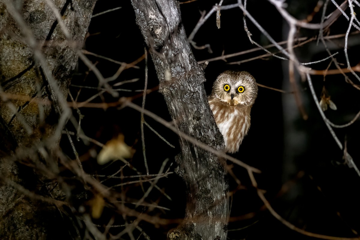 Northern Saw-whet Owl - ML416737821