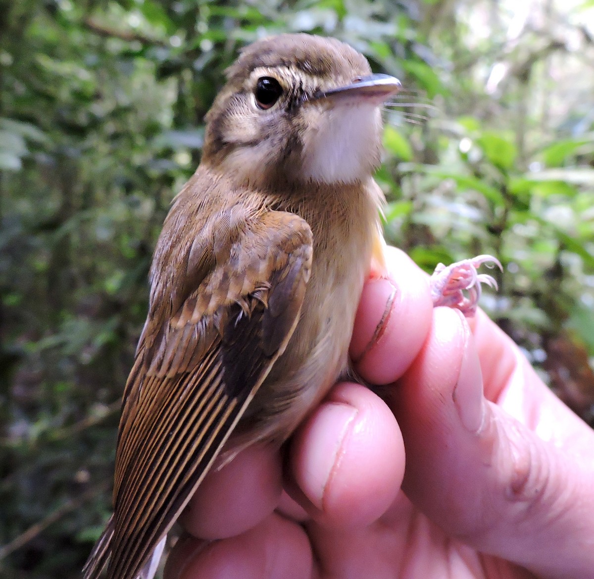 Stub-tailed Spadebill - ML41673811