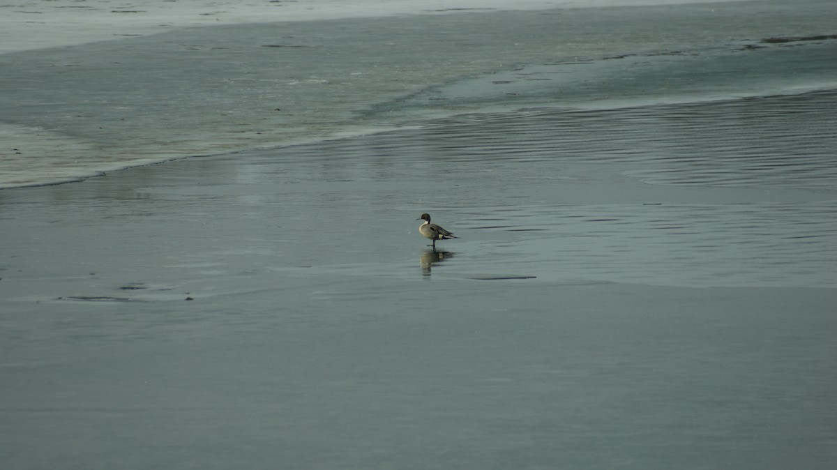 Northern Pintail - James Kellam