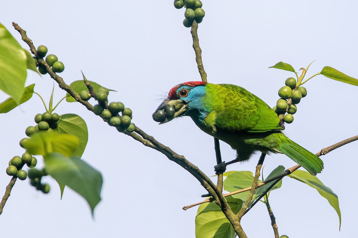 Blue-throated Barbet - ML416738701