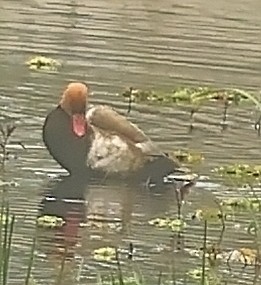 Red-crested Pochard - ML416739761