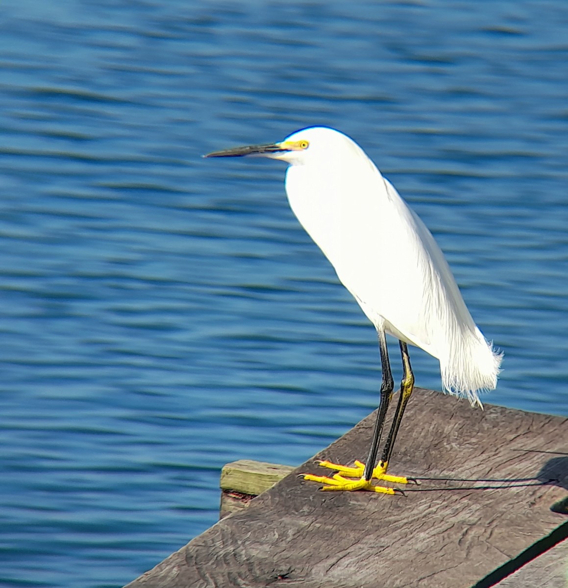 Snowy Egret - ML416740931