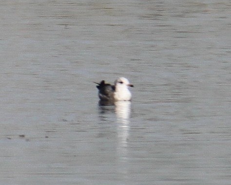 Short-billed Gull - ML41674231