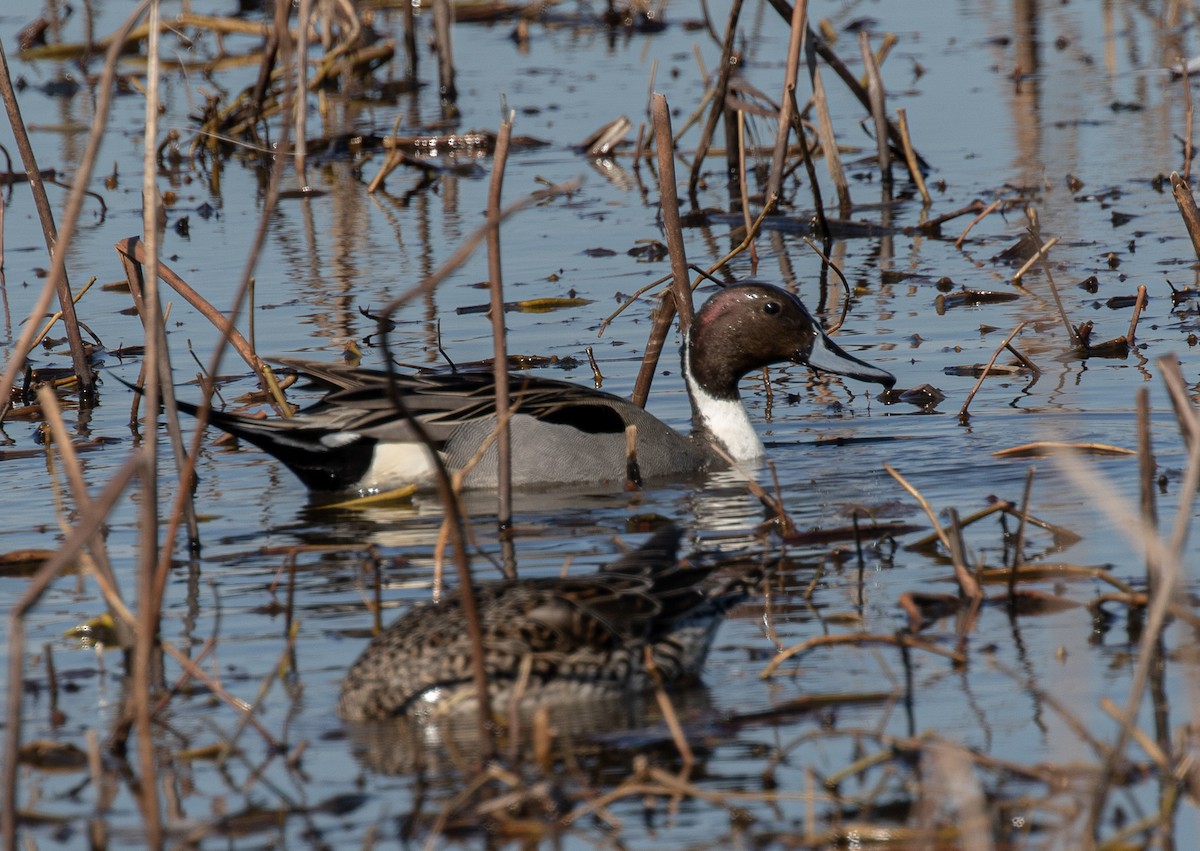 Northern Pintail - Will Hofacker