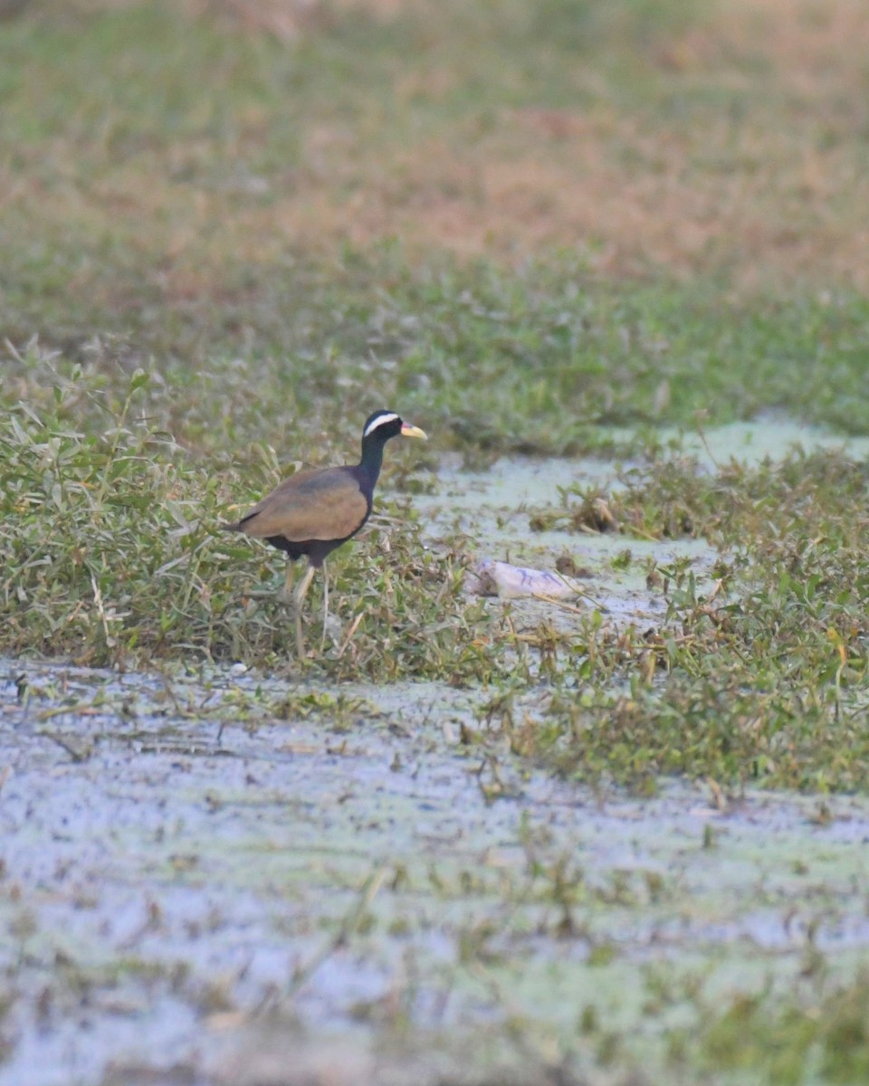 Bronze-winged Jacana - ML416742641