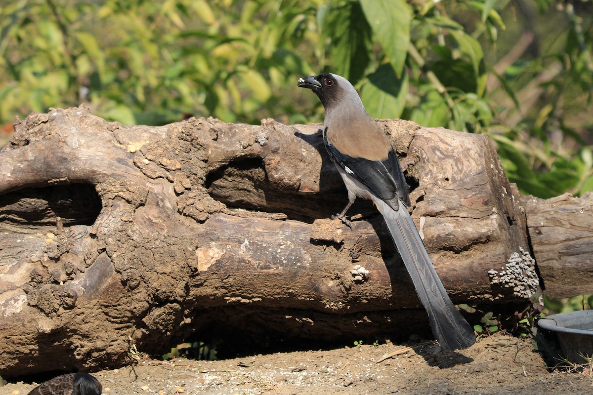 Gray Treepie - LALIT MOHAN BANSAL