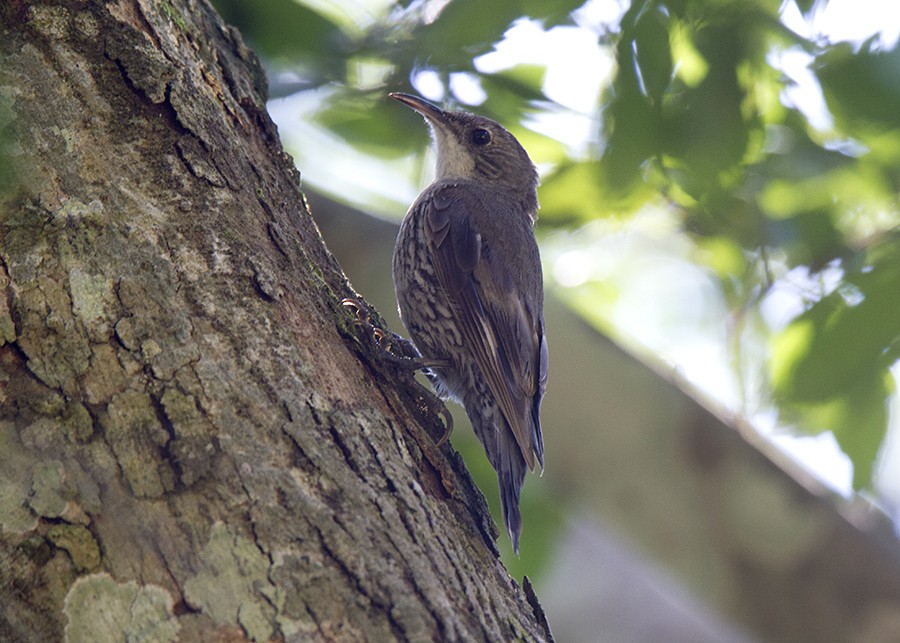 White-throated Treecreeper - ML41674451