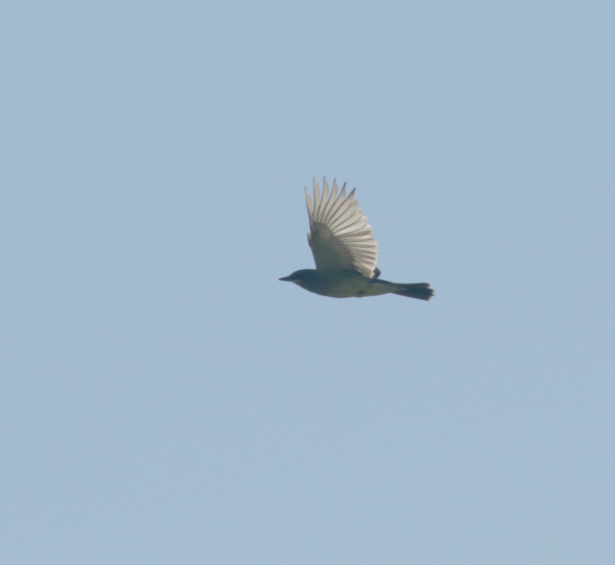 Cassin's Kingbird - ML416746701