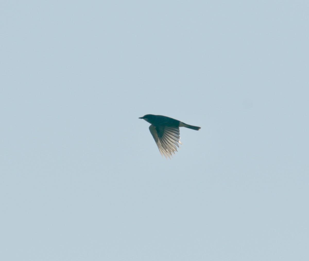 Cassin's Kingbird - ML416746721