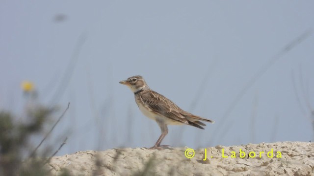 Calandria Común - ML416747401