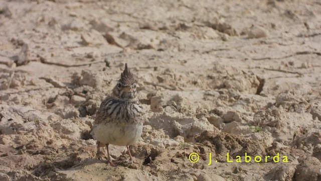 עפרוני ספרדי - ML416747421