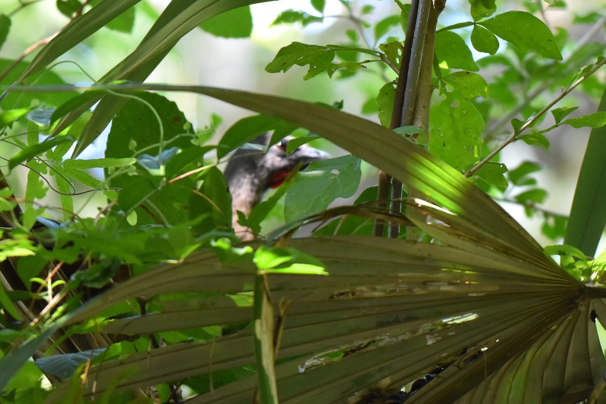 Plain Chachalaca - ML416747861