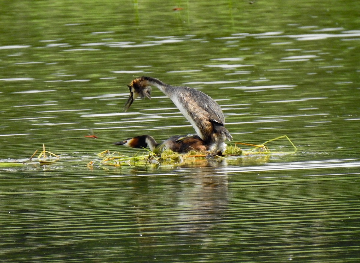 Great Crested Grebe - ML416748081