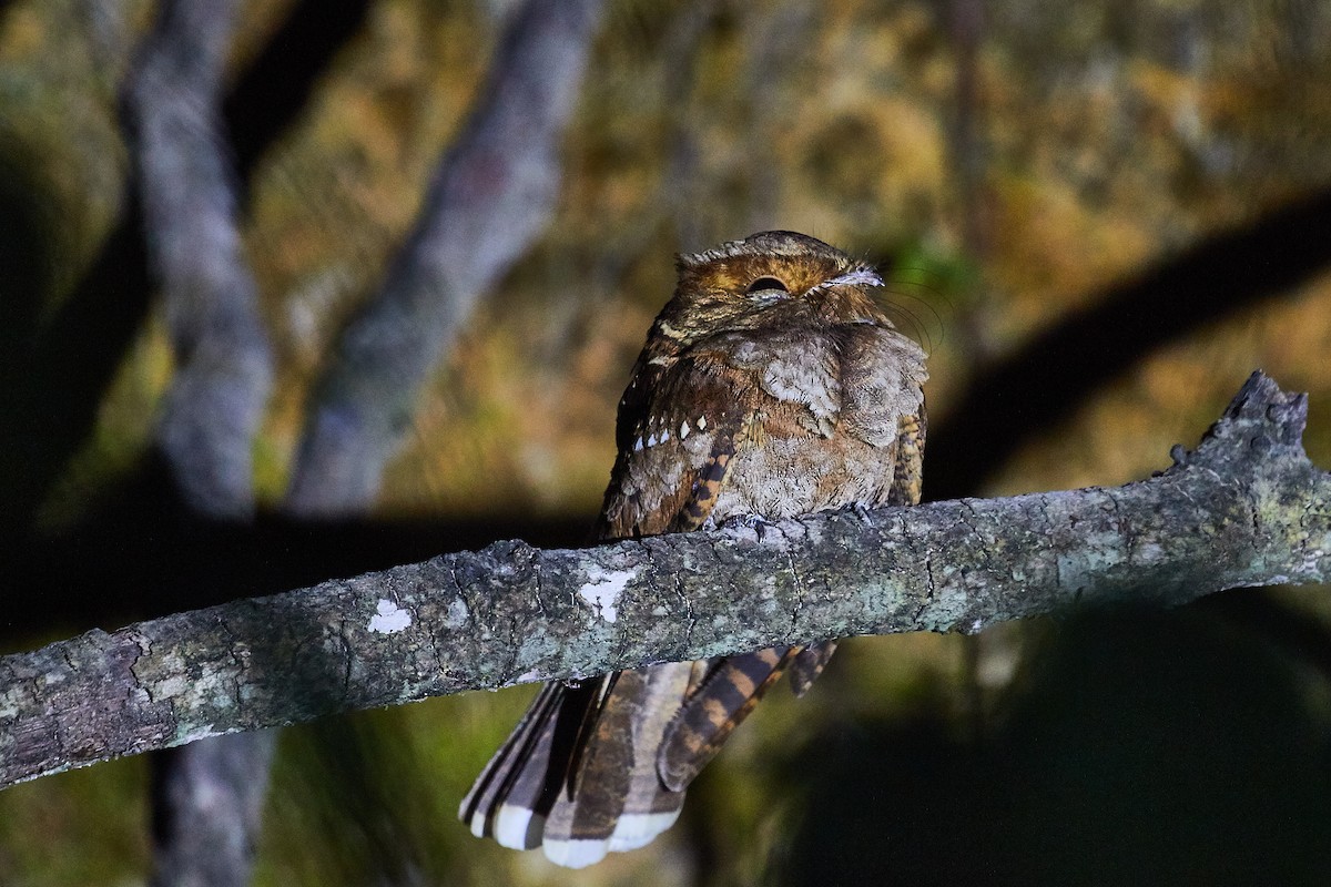 Eared Poorwill - Mark Stackhouse