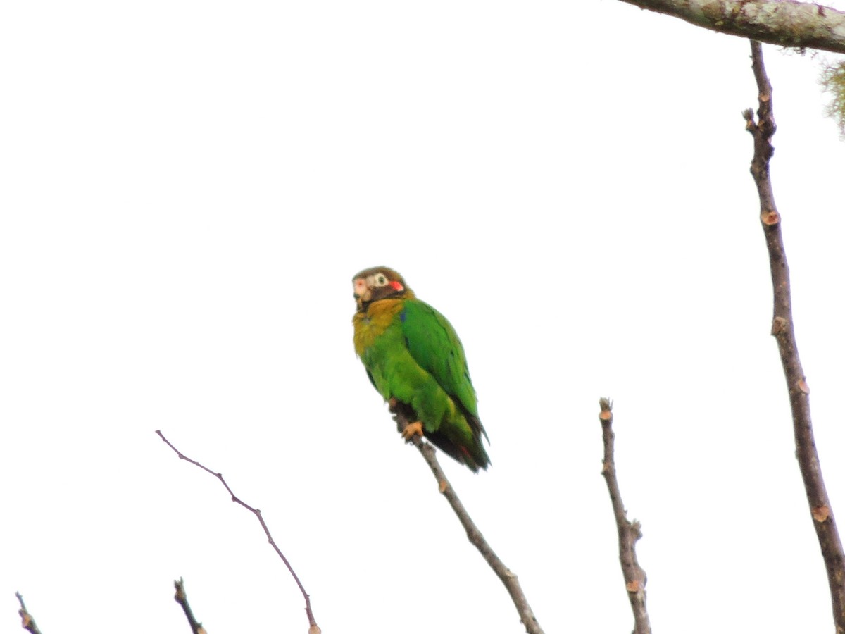 Brown-hooded Parrot - ML416750371