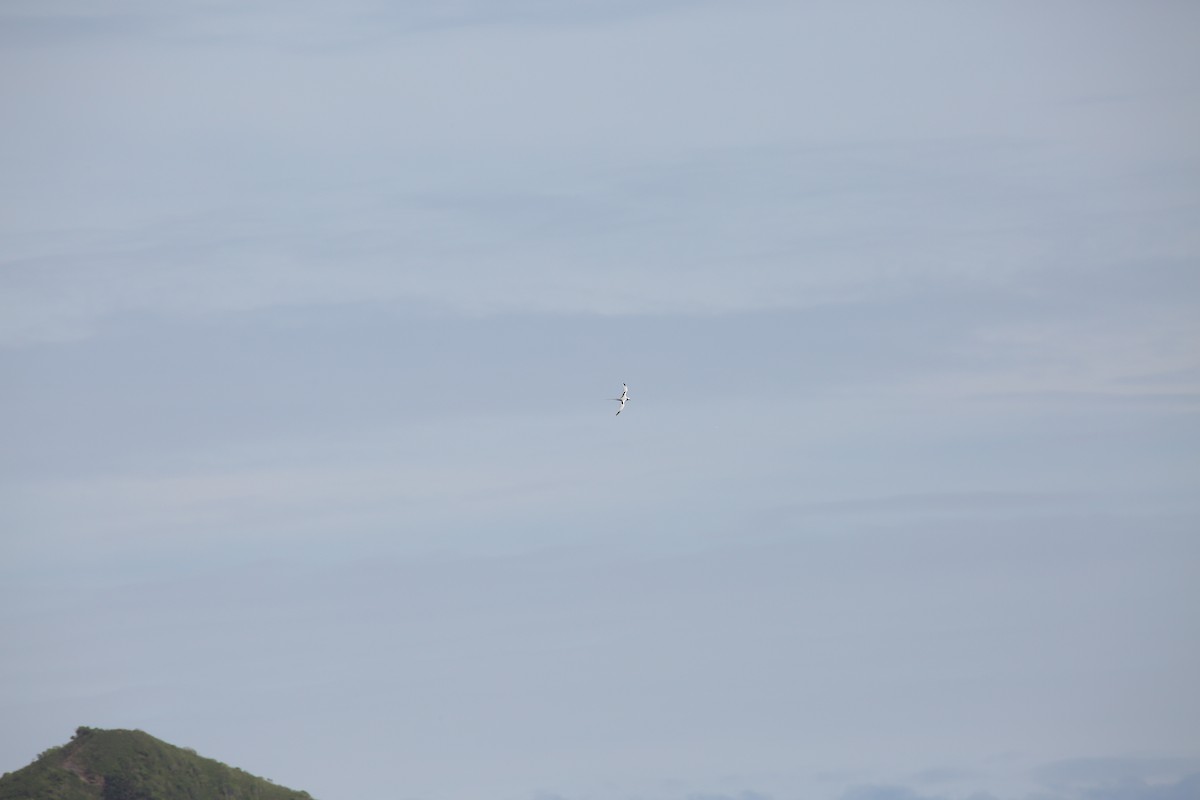 White-tailed Tropicbird - ML416753811