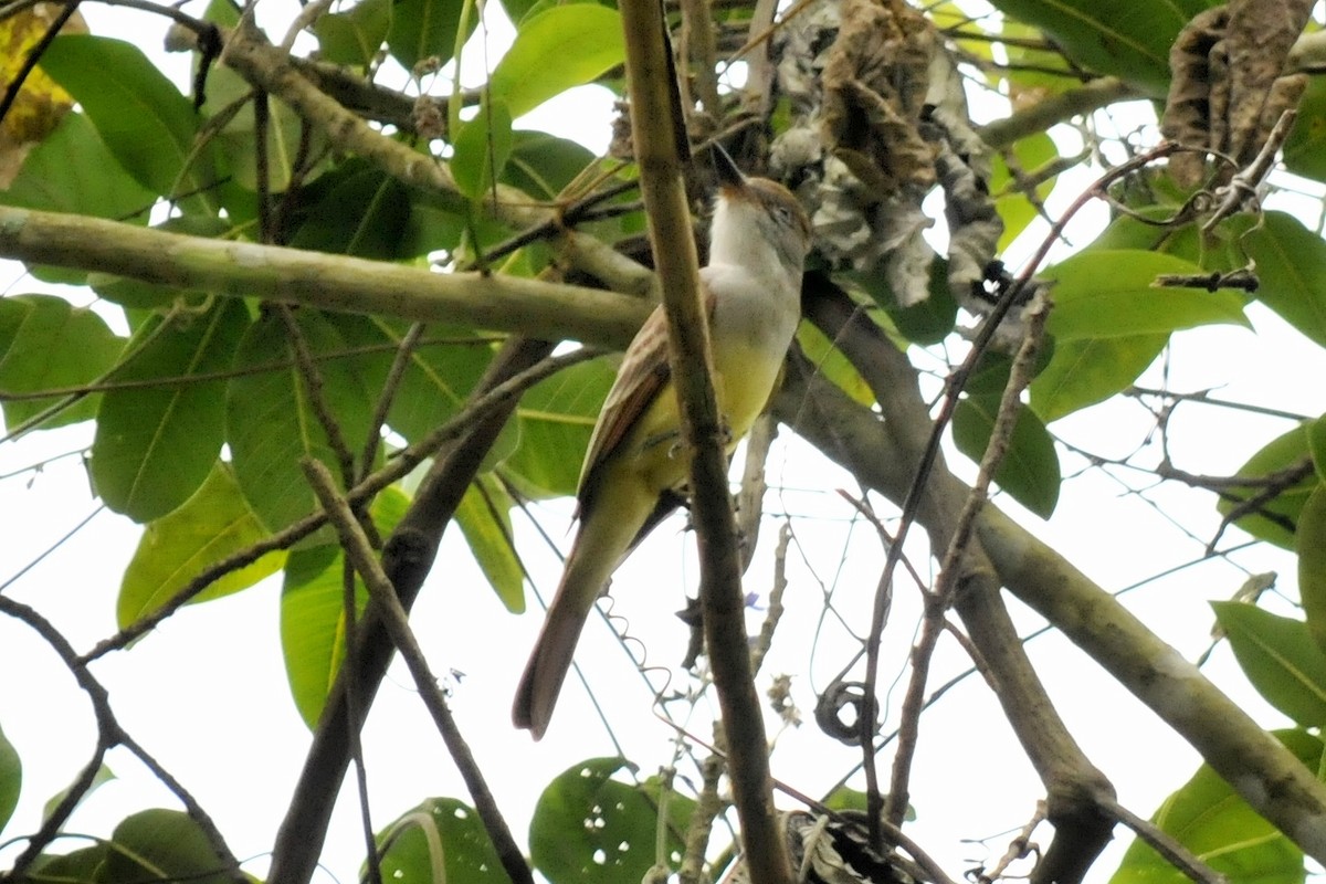 Dusky-capped Flycatcher - ML41675481