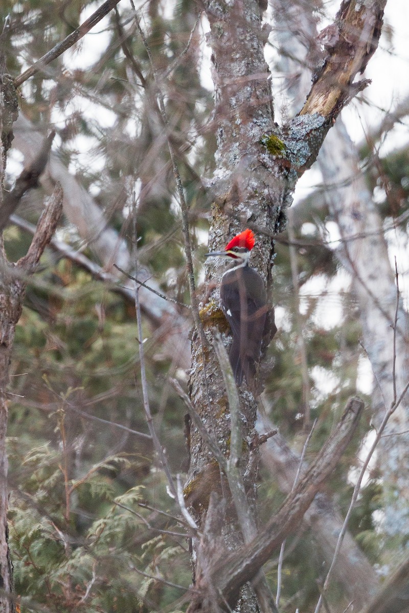 Pileated Woodpecker - ML416754981
