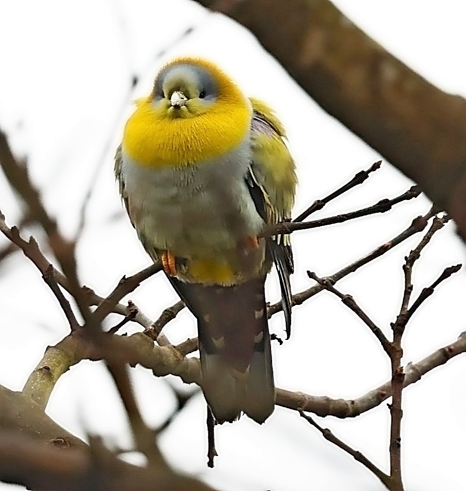 Yellow-footed Green-Pigeon - ML416755401