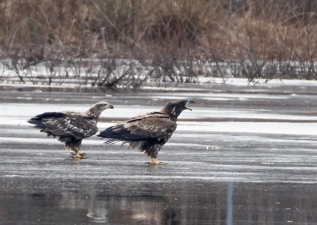 Bald Eagle - ML416756111