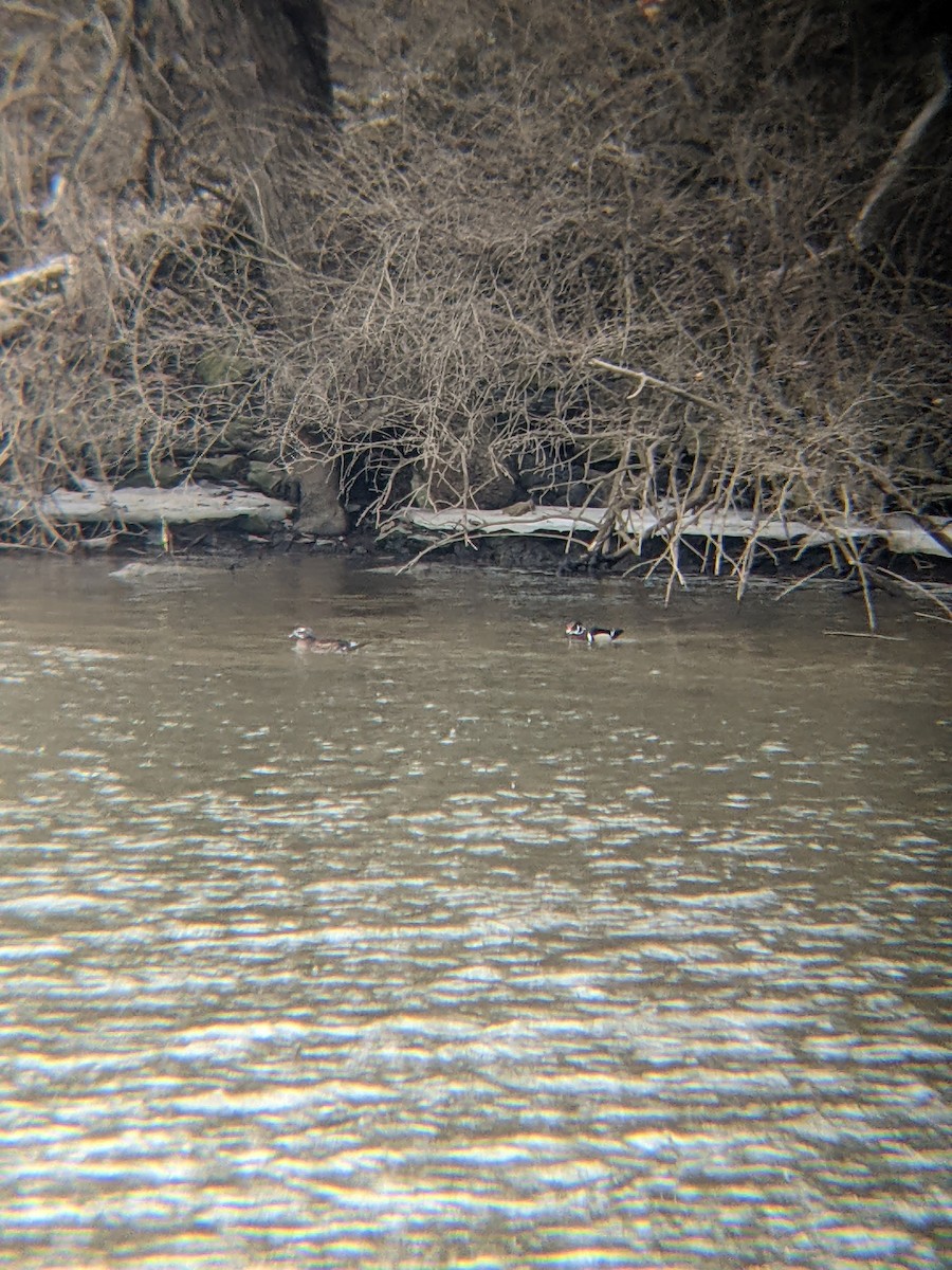 Wood Duck - ML416757901