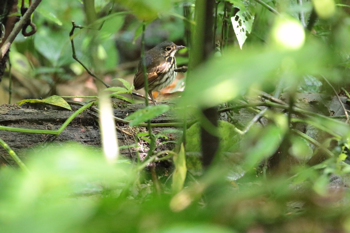 Streak-chested Antpitta - ML416759241