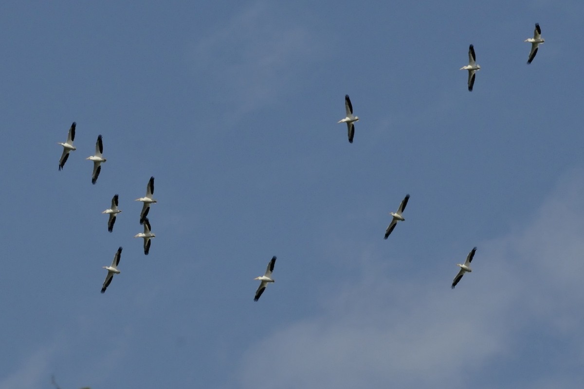 American White Pelican - ML41675941