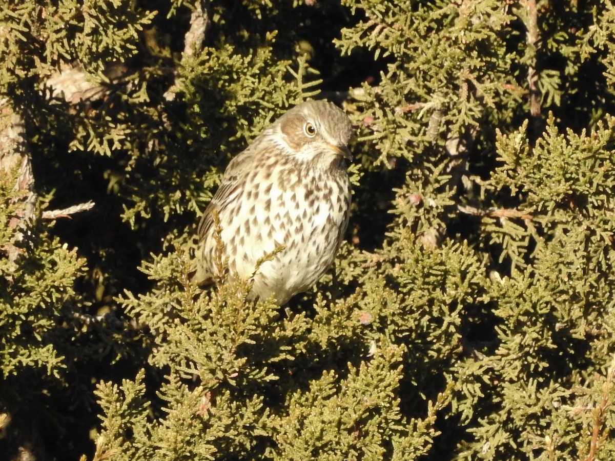 Sage Thrasher - ML416761761