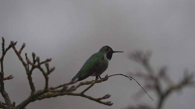 rødmaskekolibri - ML416762181