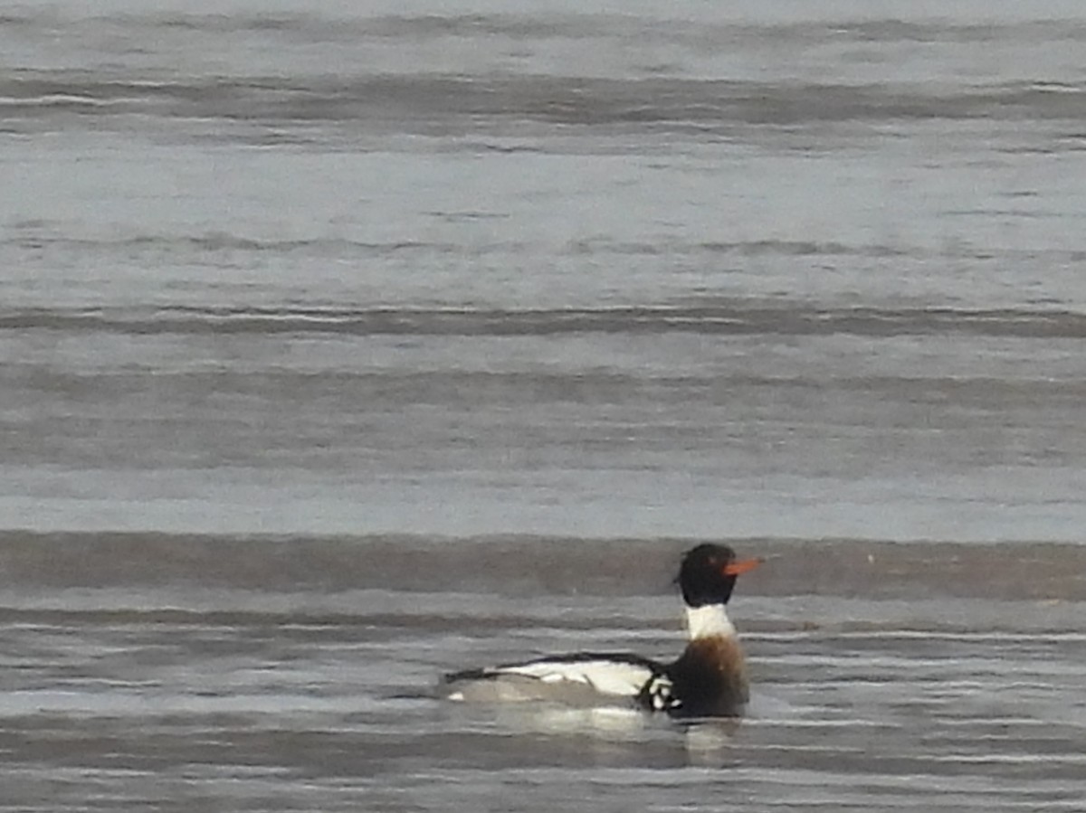 Red-breasted Merganser - Fannie Courtier