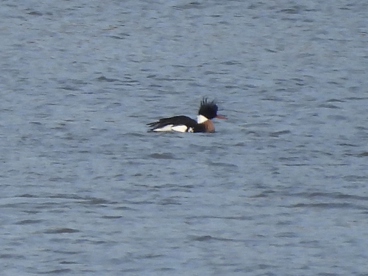 Red-breasted Merganser - ML416763871