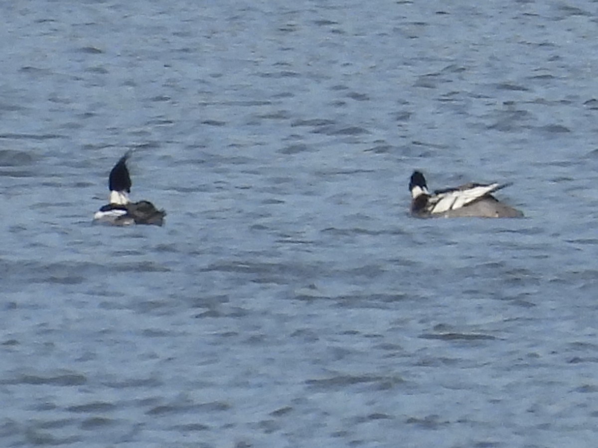 Red-breasted Merganser - ML416763891