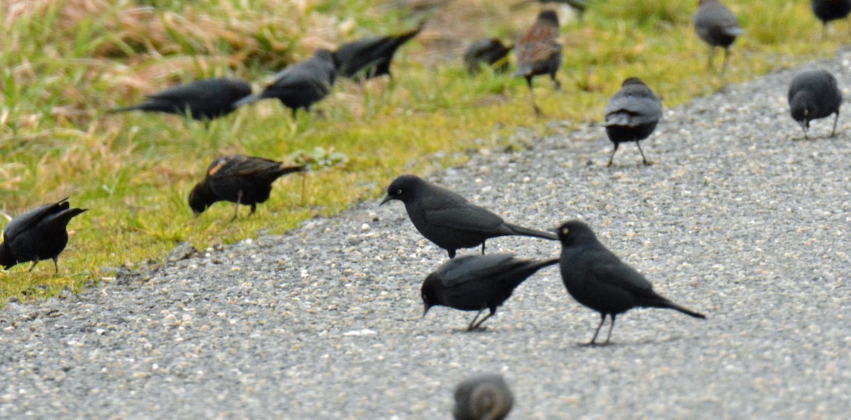 Brewer's Blackbird - ML416764501