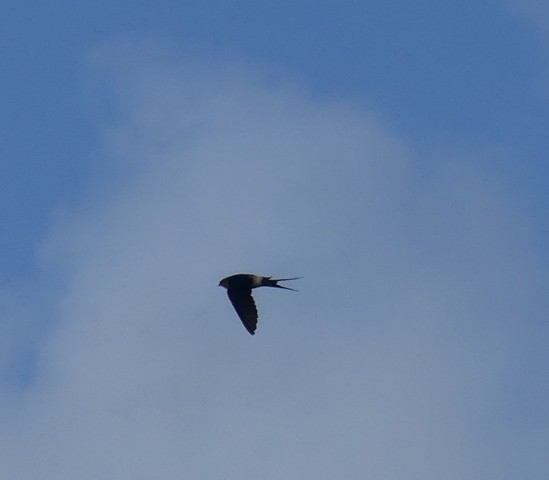 European Red-rumped Swallow - ML416765241