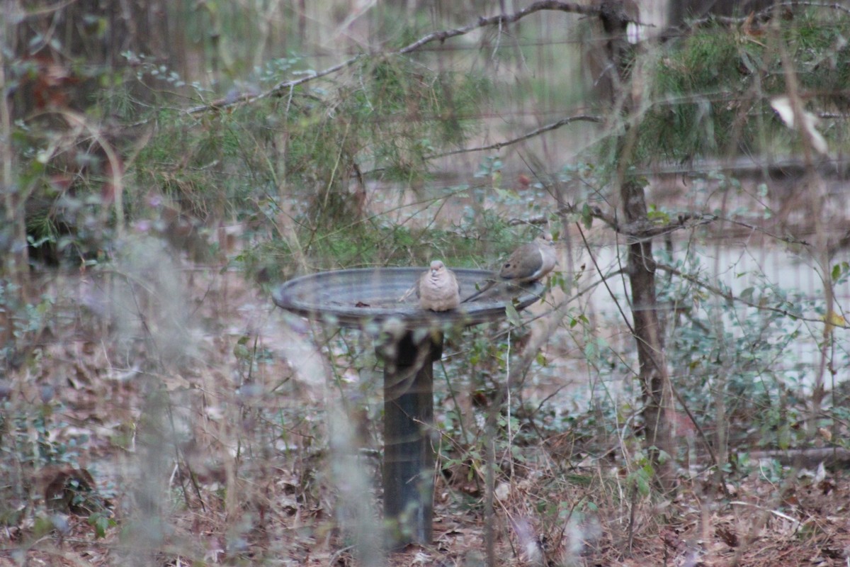 Mourning Dove - Kat Barnette