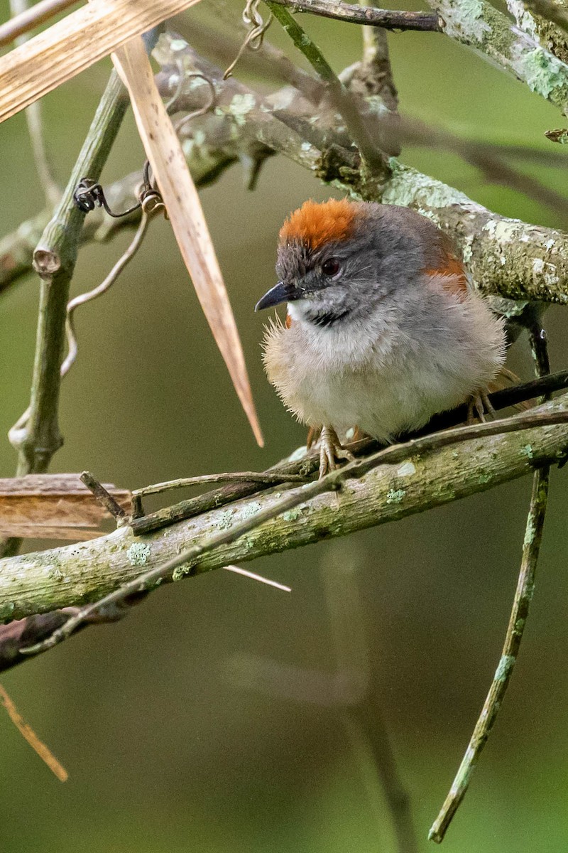 Pale-breasted Spinetail - ML416766401