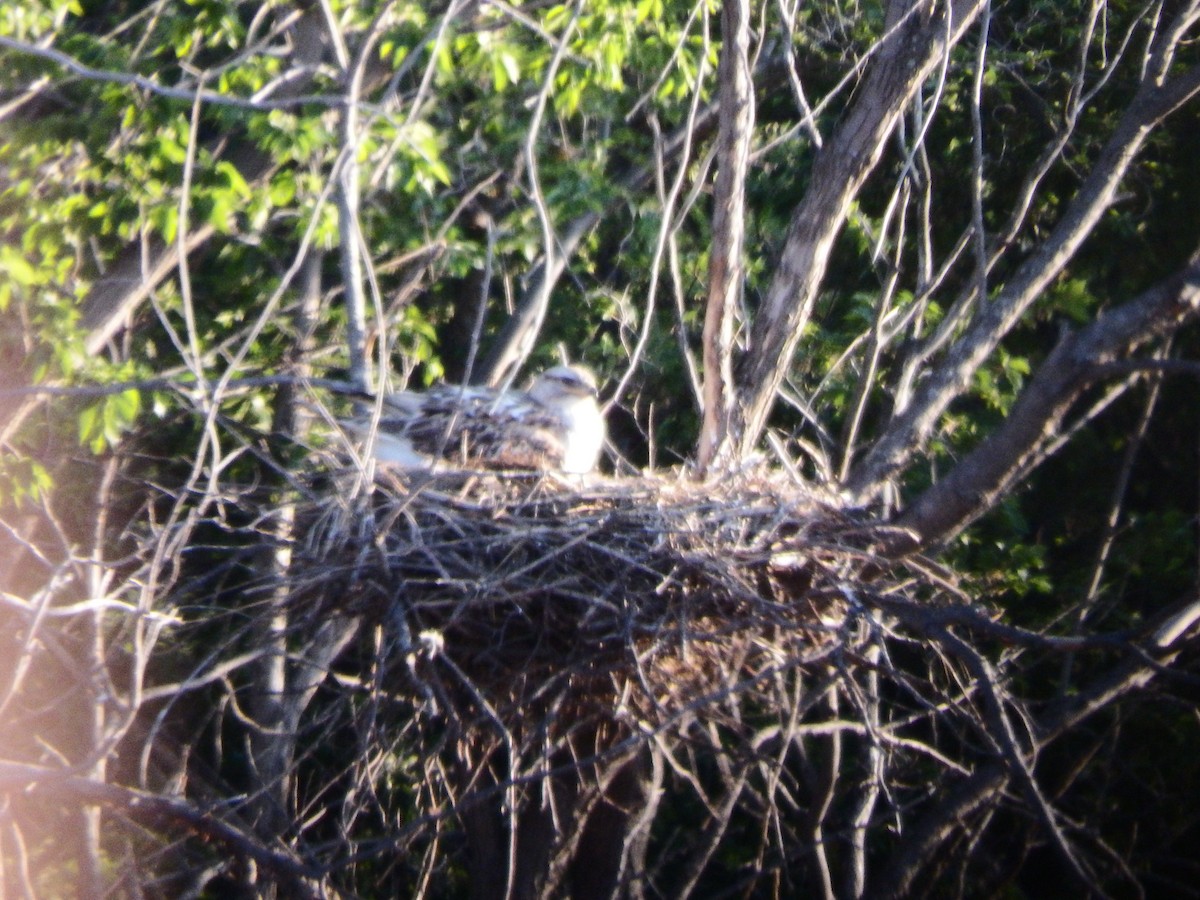 Ferruginous Hawk - ML41676651