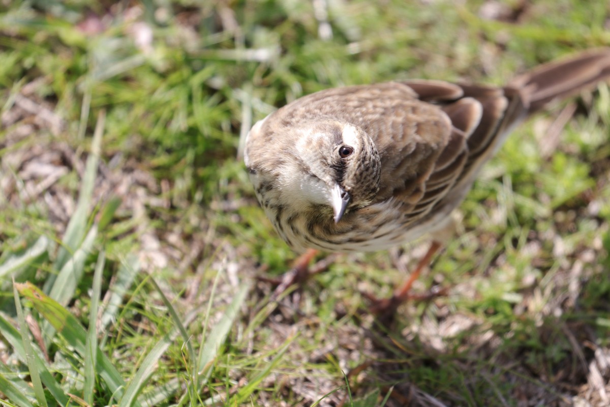 New Zealand Pipit - ML416768501