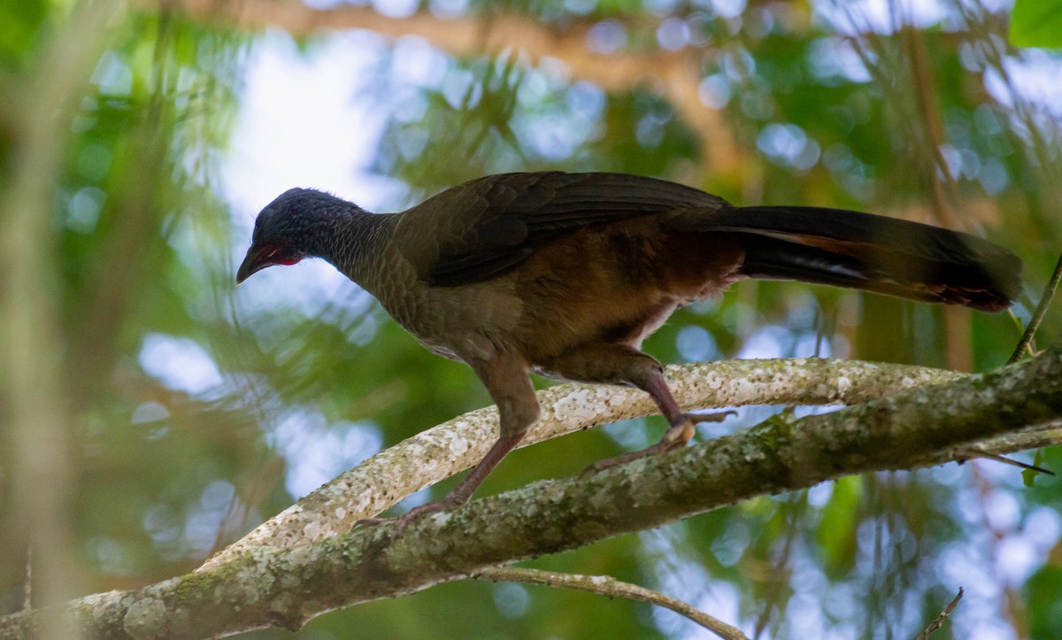 Colombian Chachalaca - ML416769091