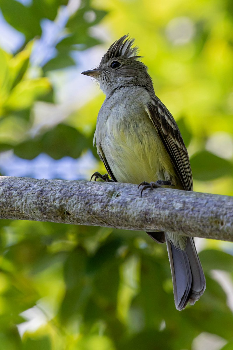 Yellow-bellied Elaenia - David Monroy Rengifo