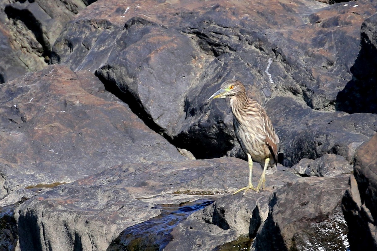 Black-crowned Night Heron - ML416770101