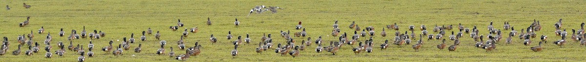 American Wigeon - ML416770631